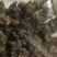 猫爪草