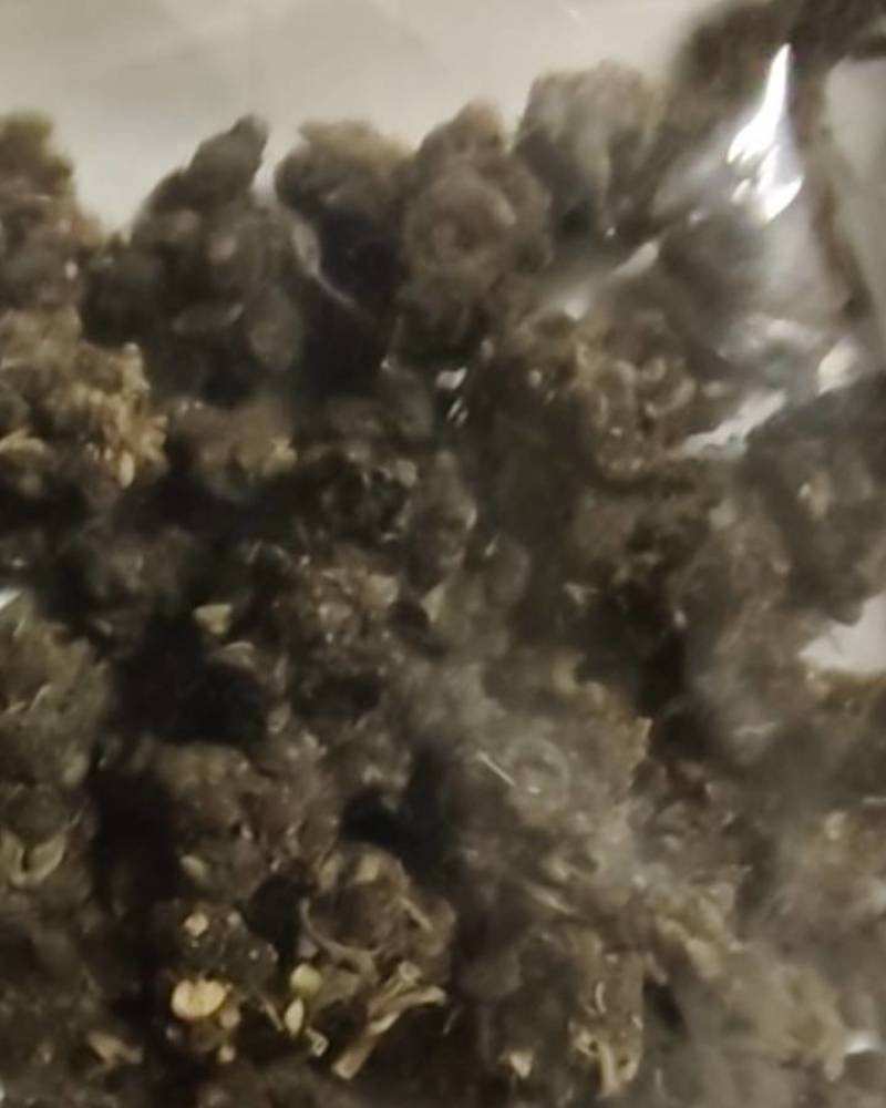 猫爪草