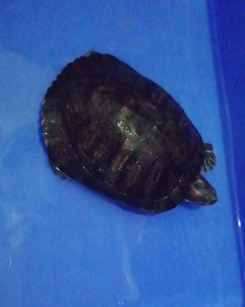乌龟
