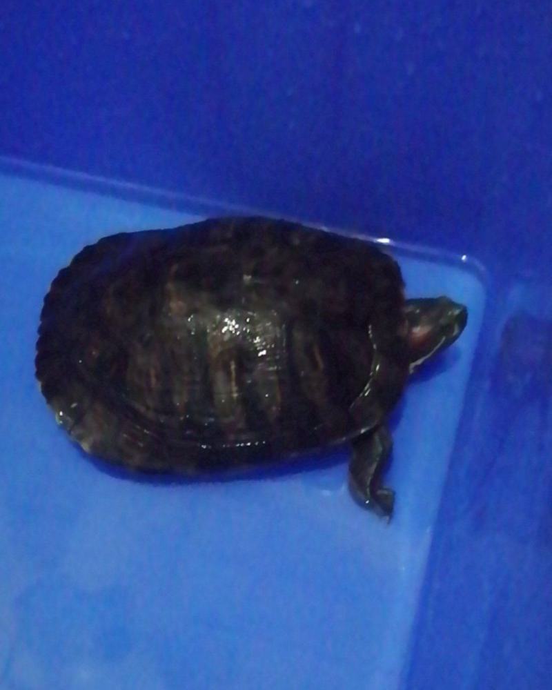 乌龟