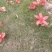 木棉花