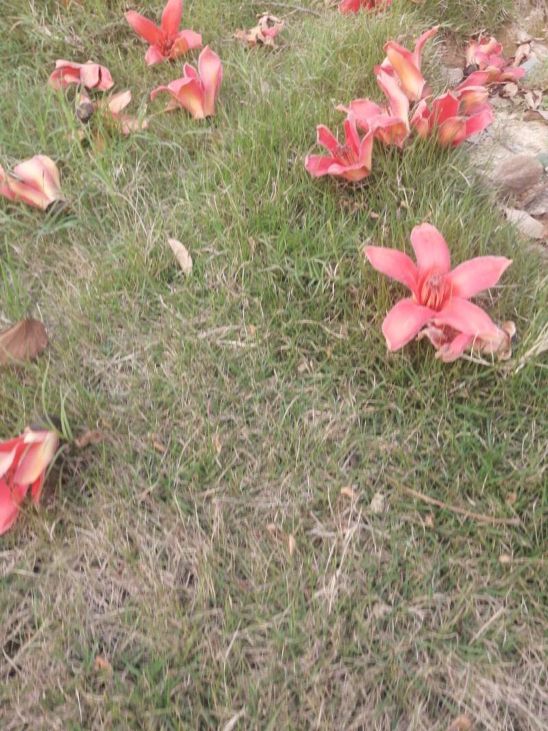 木棉花