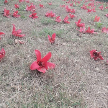 木棉花