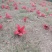 木棉花
