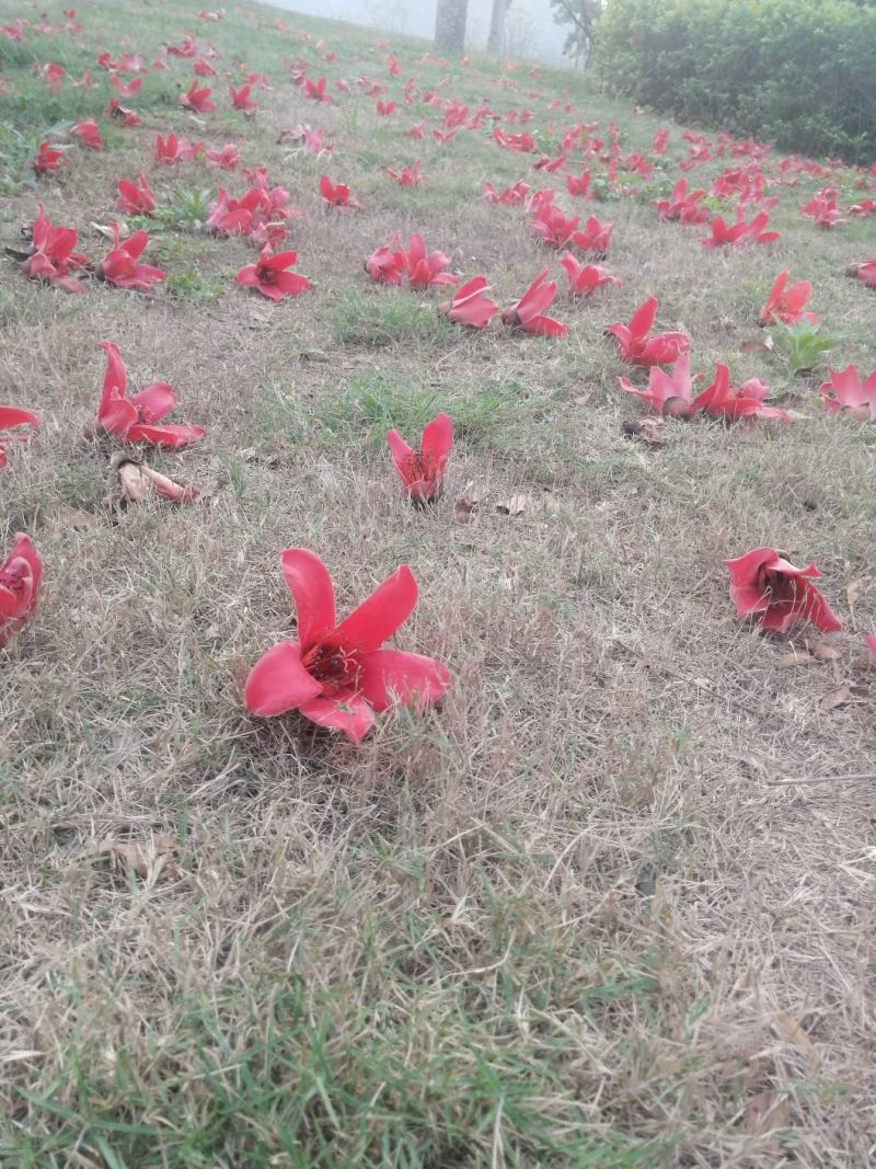木棉花