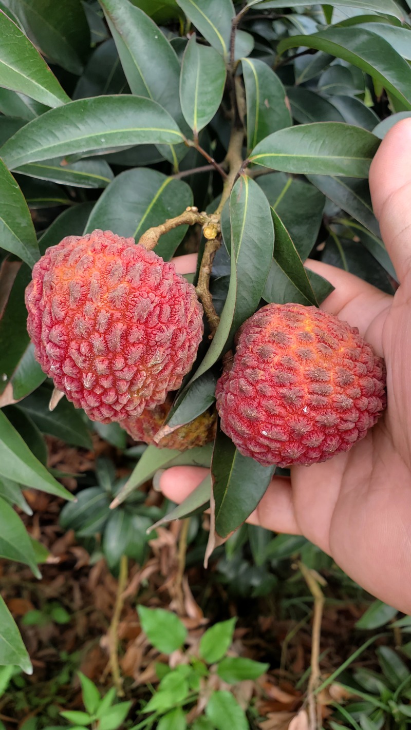荔枝新鲜上市支持批发电商一件代发，