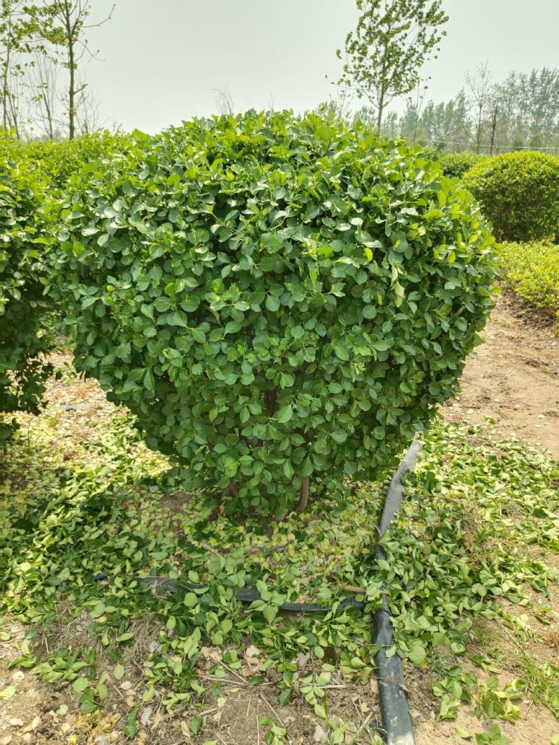 卫矛球