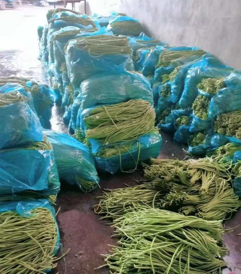 四季豆，安徽芜湖大量上市中，需要的老板联系我
