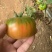 铁皮柿子