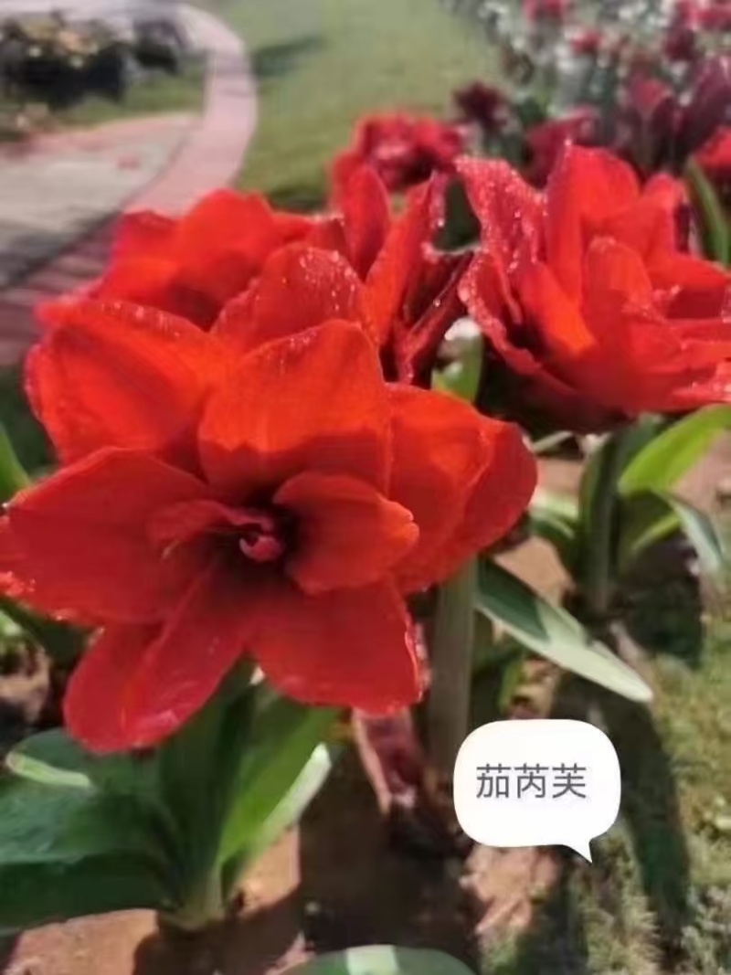 重瓣朱顶红出货，25元一颗，30，50棵包邮到家