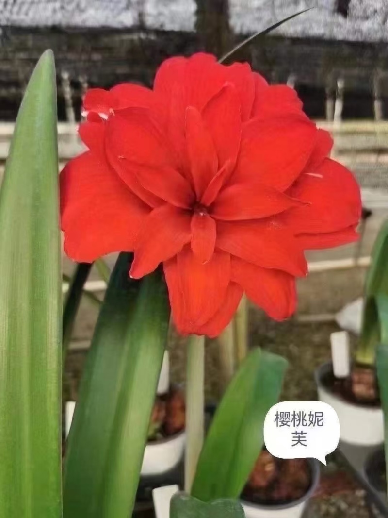 重瓣朱顶红出货，25元一颗，30，50棵包邮到家