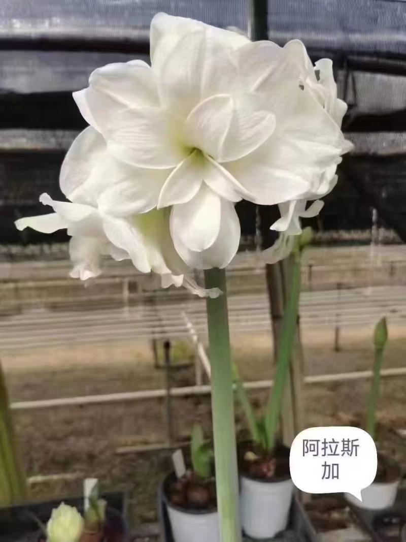 重瓣朱顶红出货，25元一颗，30，50棵包邮到家