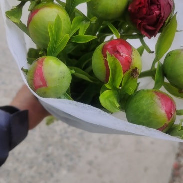 芍药鲜切花