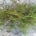 广西矮苦草，常绿苦草，马来眼子菜，黑藻，金鱼藻，小茨草，