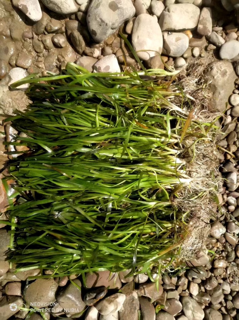 广西矮苦草，常绿苦草，马来眼子菜，黑藻，金鱼藻，小茨草，