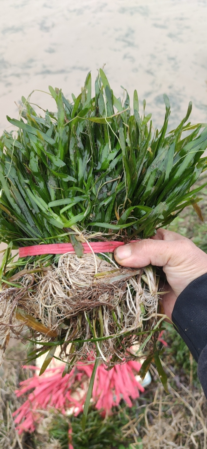 广西矮苦草，常绿苦草，马来眼子菜，黑藻，金鱼藻，小茨草，