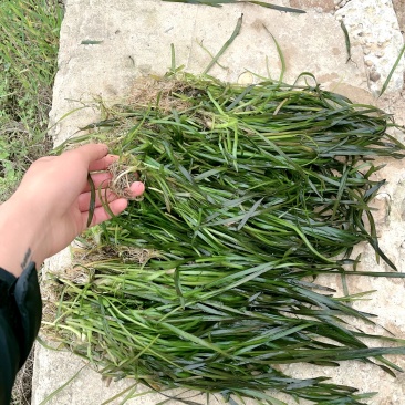 广西矮苦草，常绿苦草，马来眼子菜，黑藻，金鱼藻，小茨草，
