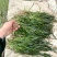 广西矮苦草，常绿苦草，马来眼子菜，黑藻，金鱼藻，小茨草，