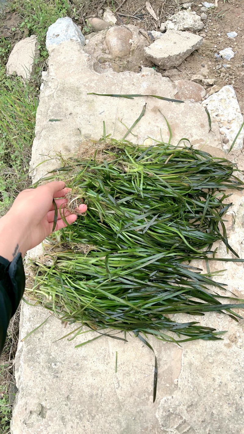 广西矮苦草，常绿苦草，马来眼子菜，黑藻，金鱼藻，小茨草，