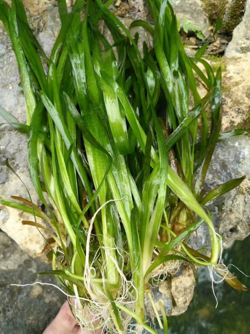 广西矮苦草，常绿苦草，马来眼子菜，黑藻，金鱼藻，小茨草，