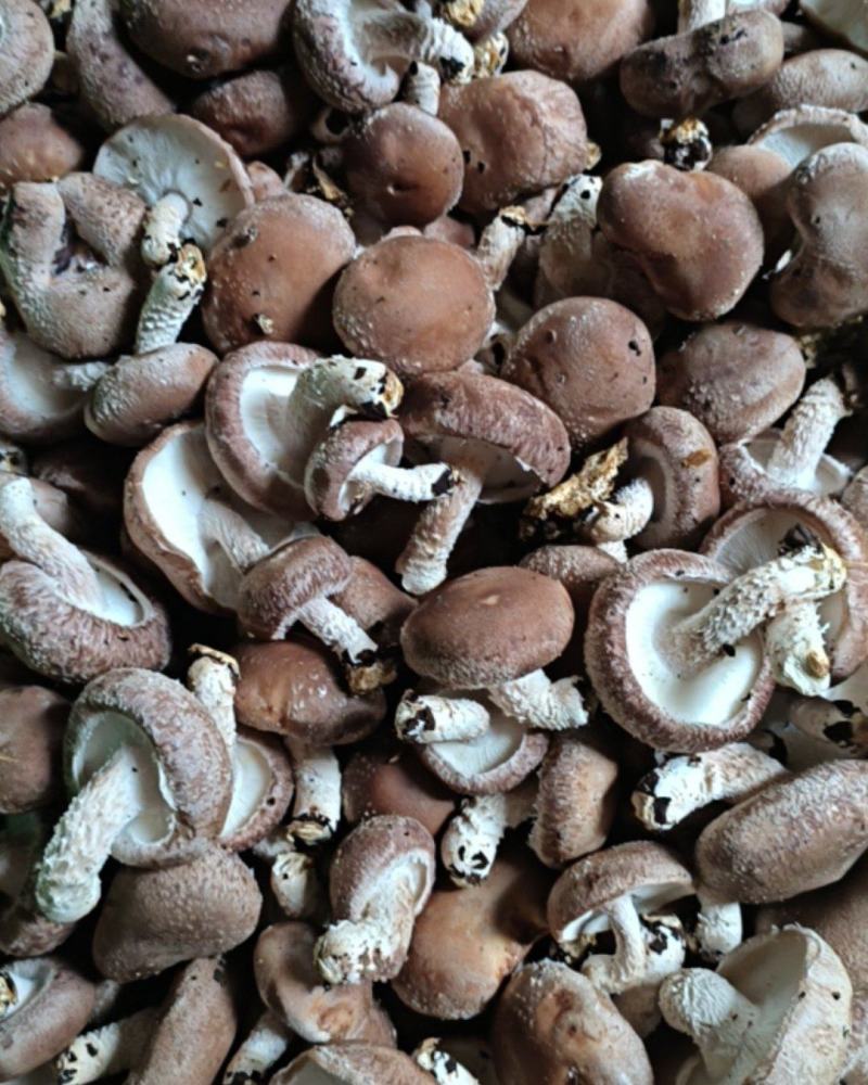 次菇