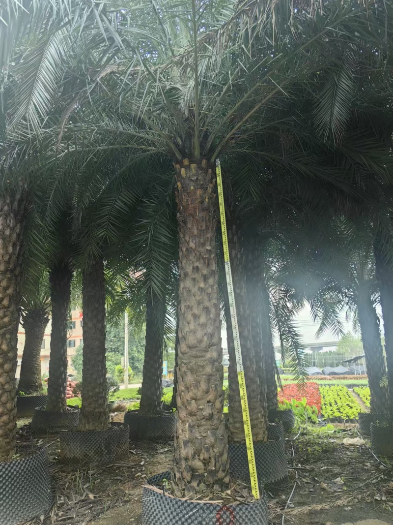 中东海枣