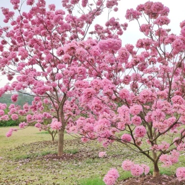 紫花风铃木种子