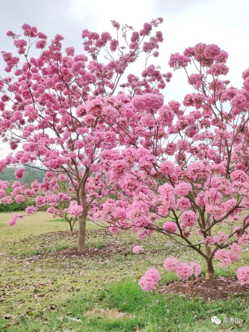 紫花风铃木种子