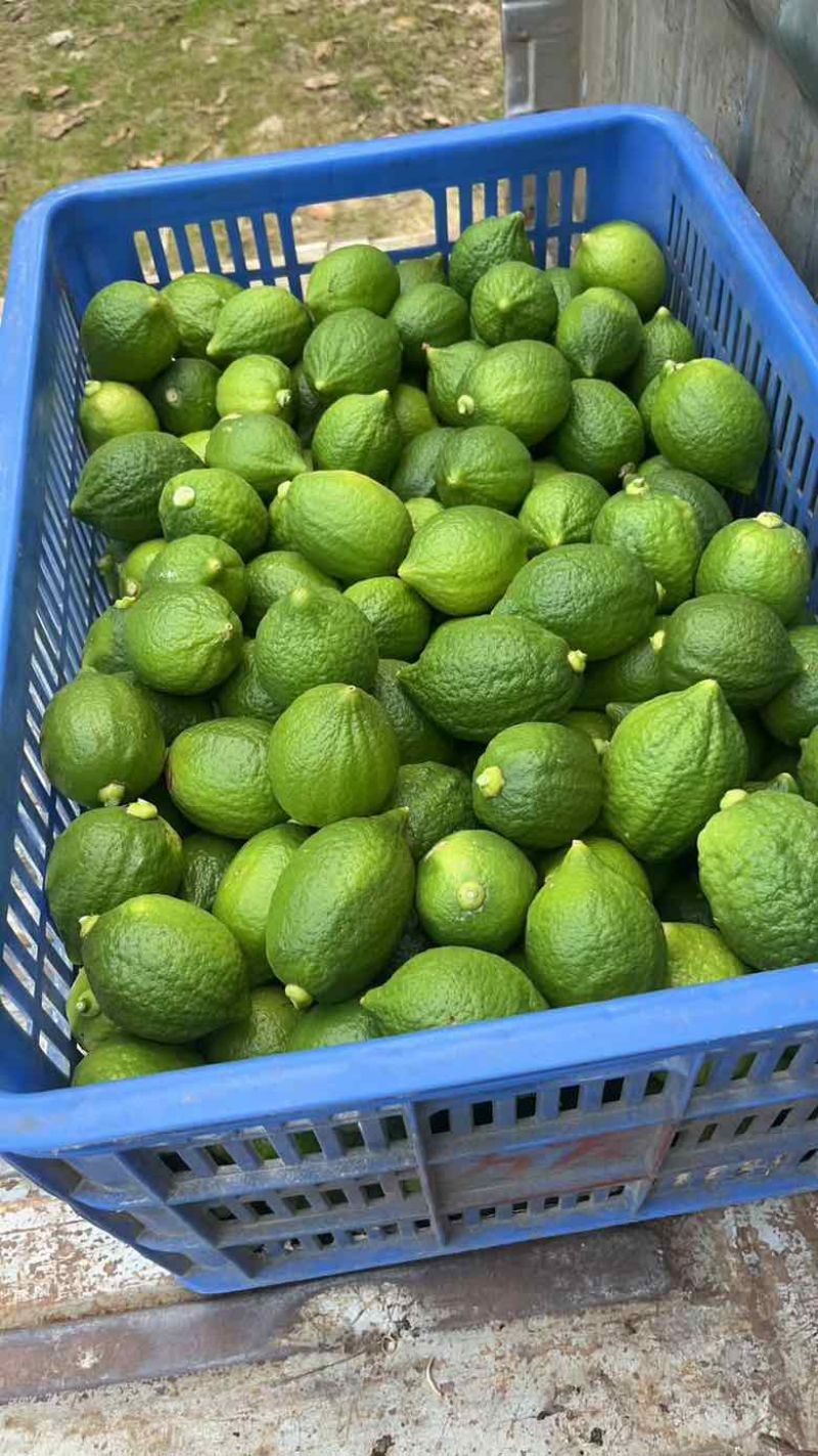 广东香水柠檬