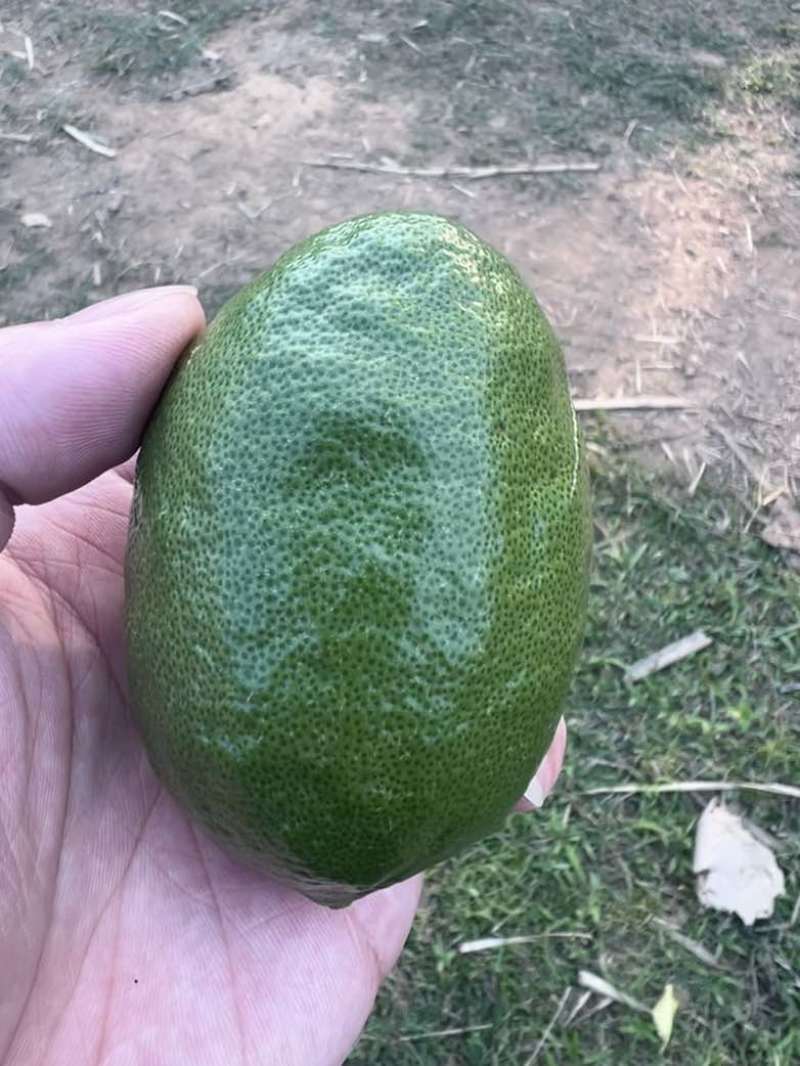 广东香水柠檬