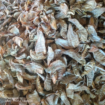 精品笋干直供湖南衡阳产地直发质量上乘价格美丽全国发货
