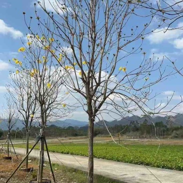 黄花凤玲木1215公分