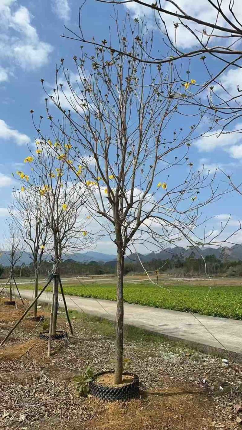 黄花凤玲木1215公分