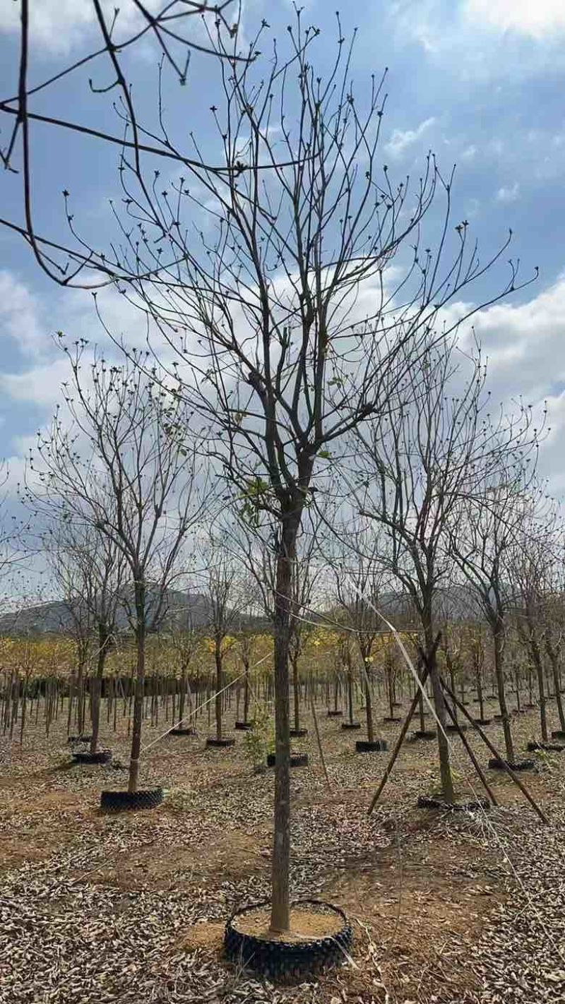 黄花凤玲木1215公分