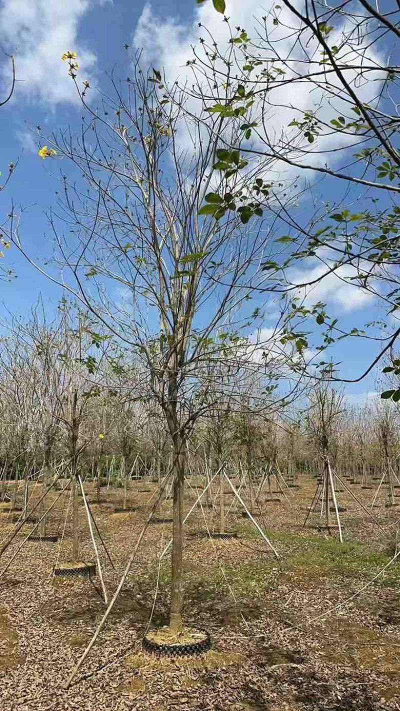 黄花凤玲木1215公分