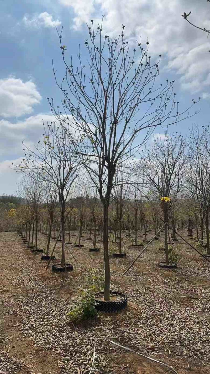 黄花凤玲木1215公分