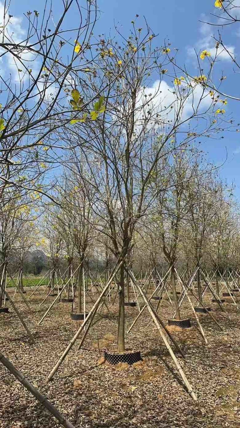 黄花凤玲木1215公分