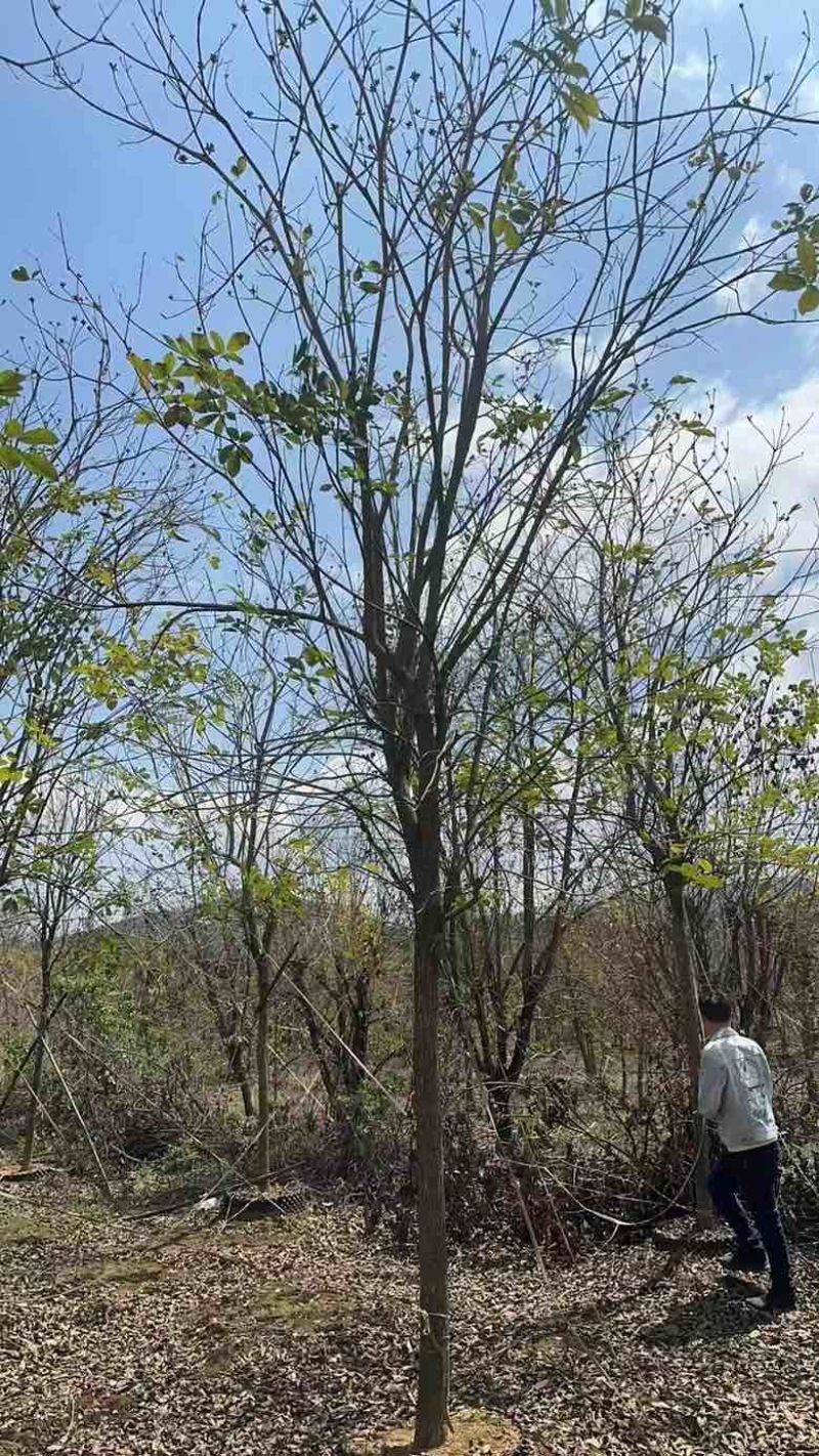 黄花凤玲木1215公分