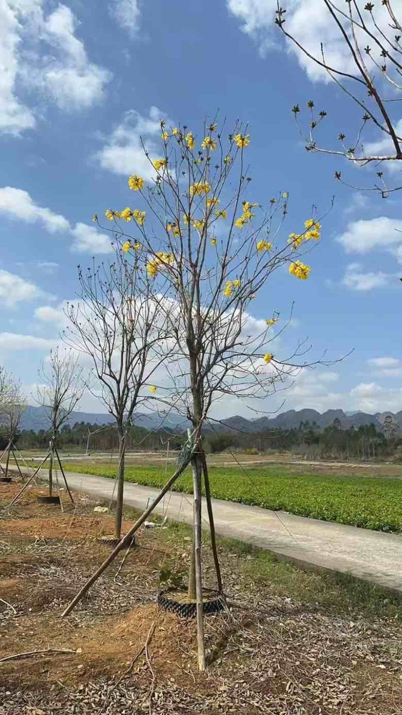 黄花凤玲木1215公分