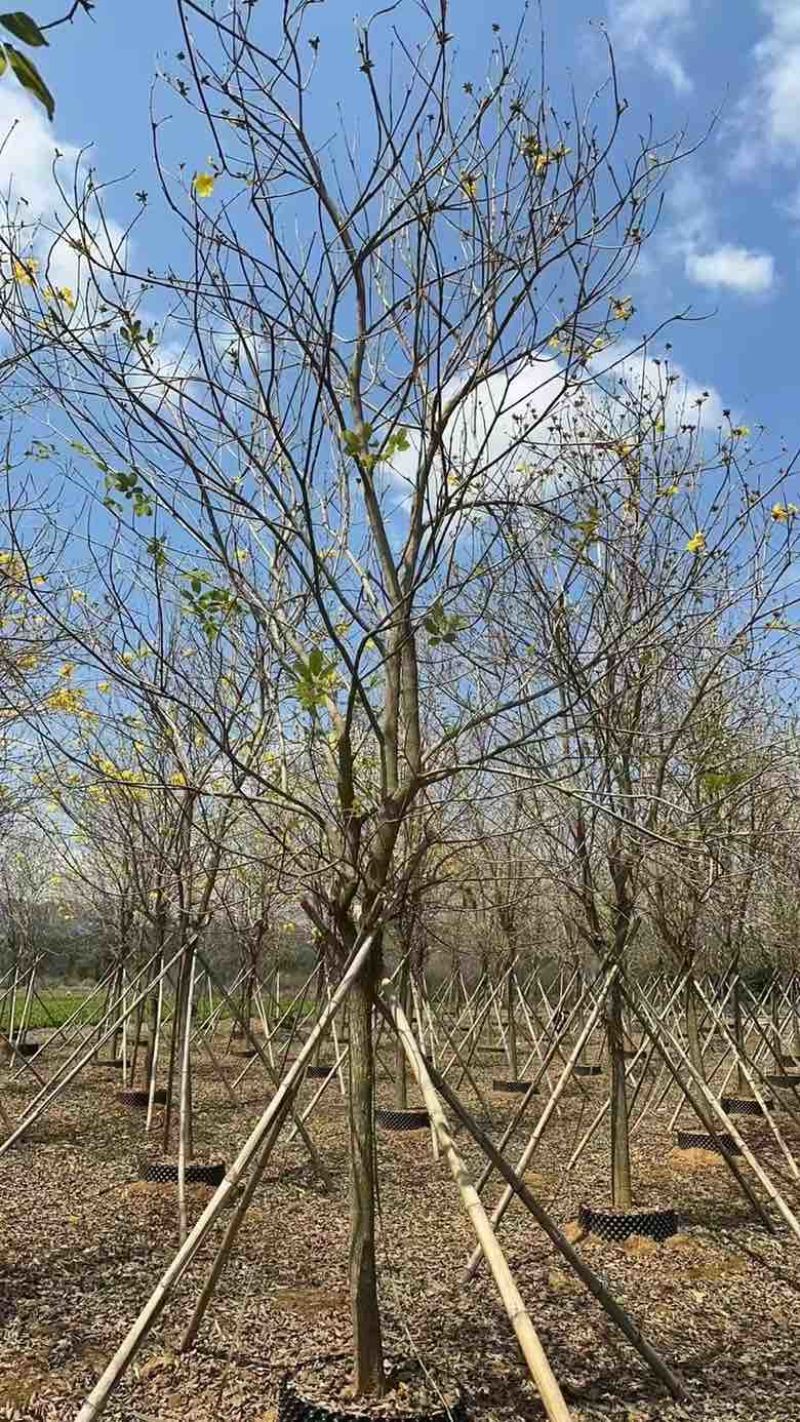 黄花凤玲木1215公分
