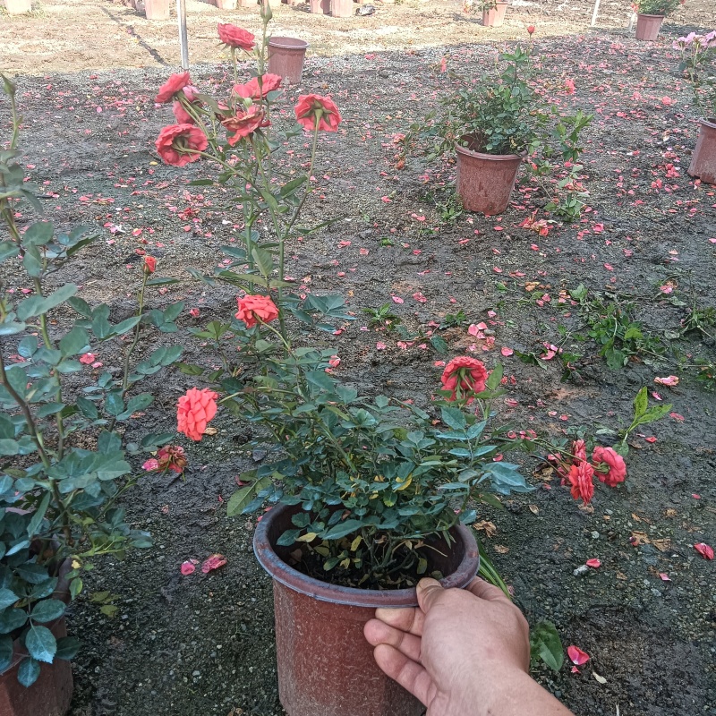 月季盆苗，市政货现货供应
