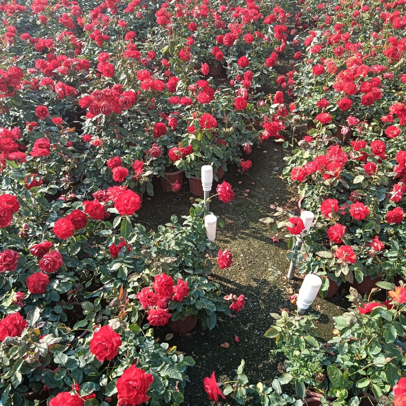 月季盆苗，市政货现货供应
