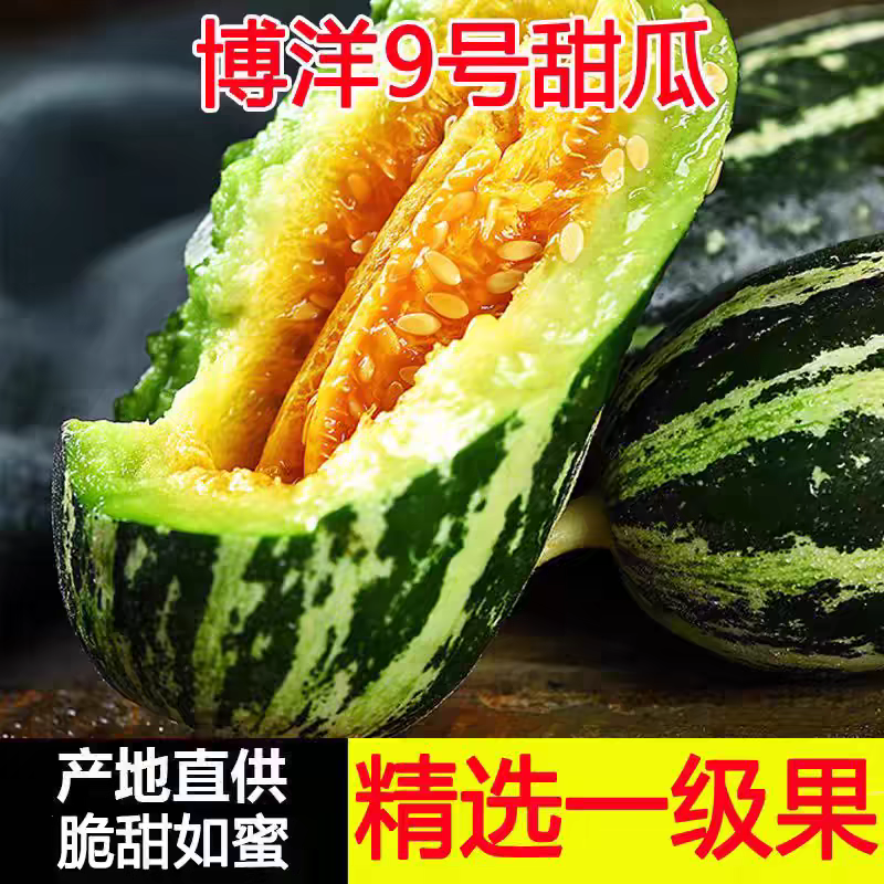 博洋系列甜瓜，产地直批