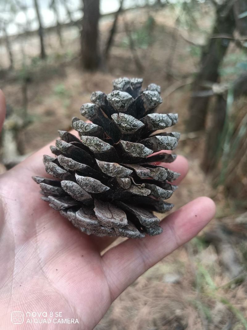正宗云南黑松松果，个头大，有相应的图案，美观，可做装饰！