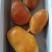 鸡宝