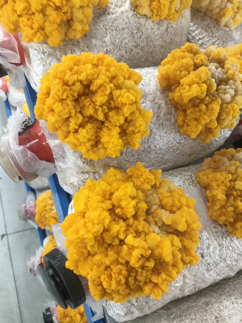 金茸菌