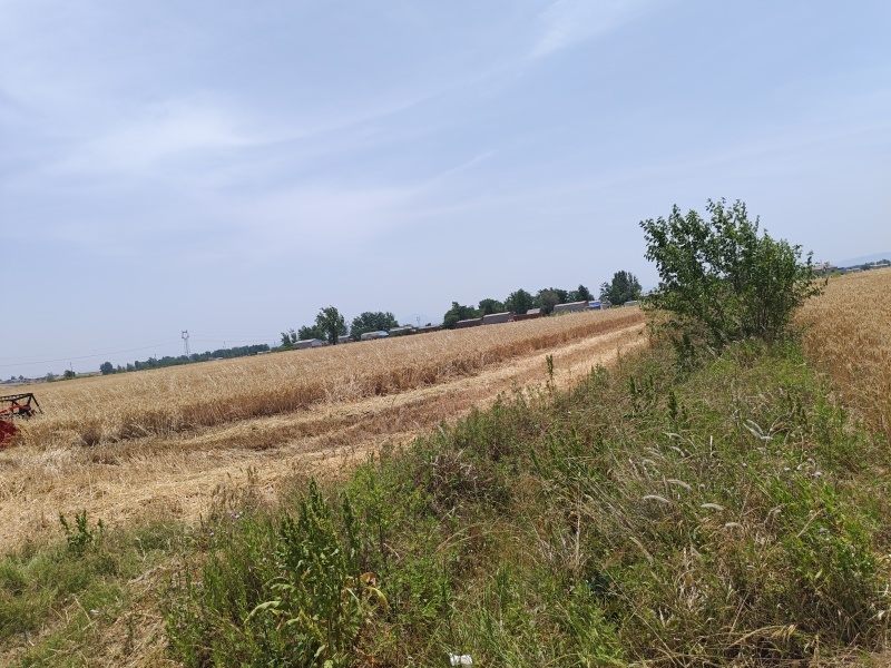 小麦秸秆
