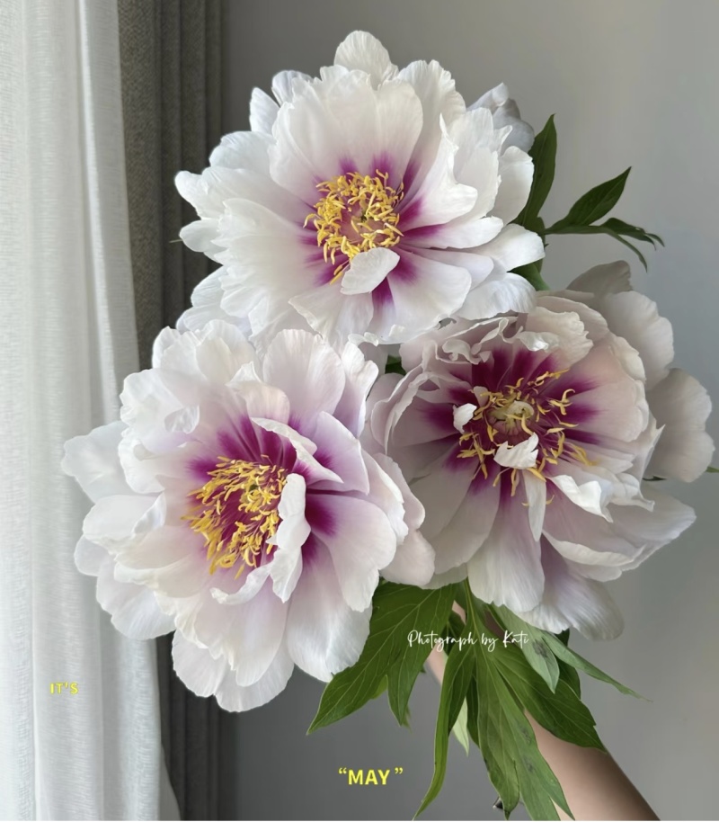 菏泽芍药鲜切花，各品种芍药苗