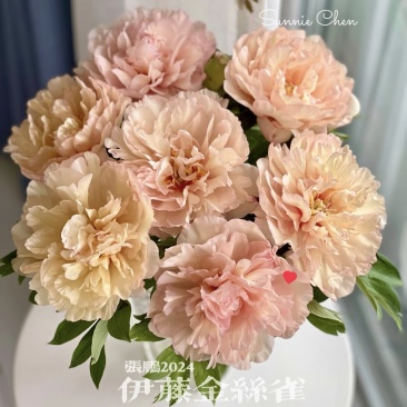 菏泽芍药鲜切花，各品种芍药苗