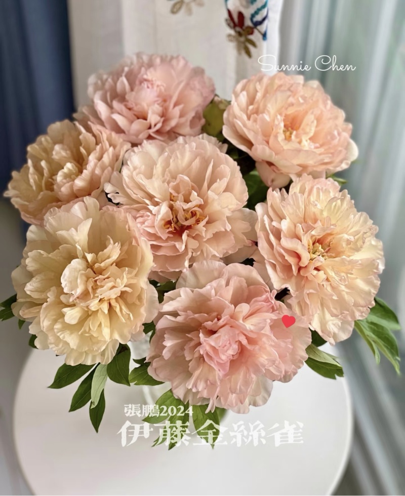 菏泽芍药鲜切花，各品种芍药苗